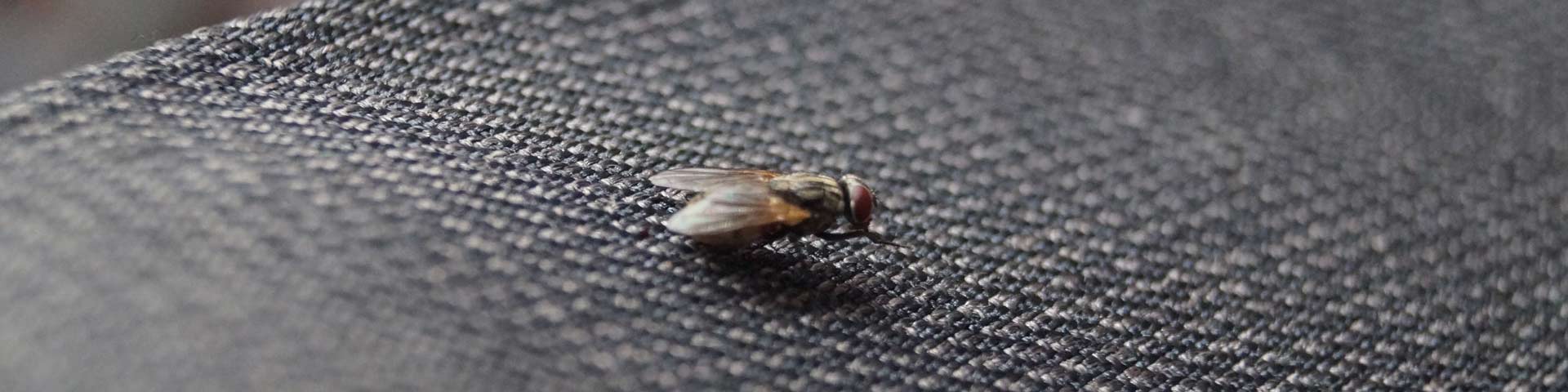 last-van-vliegen-1920x480 last-van-vliegen-1920x480