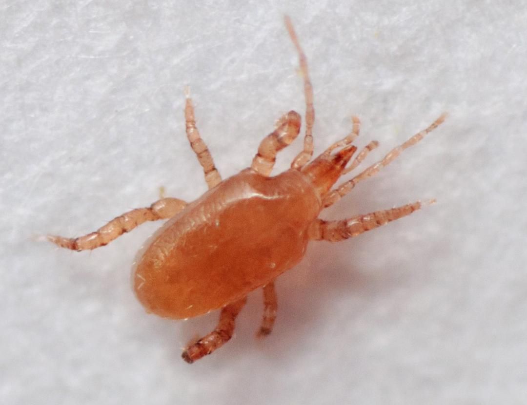 Agrapharm Roofmijt Agrapharm Roofmijt