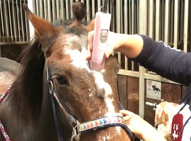 Wat heb ik nodig om het hoofd en benen van mijn paard te scheren