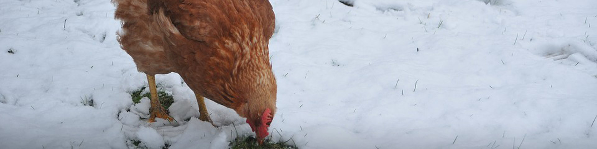kip-in-de-winter-1920x480 kip-in-de-winter-1920x480