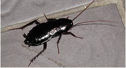 Kakkerlakken Category Kakkerlakken