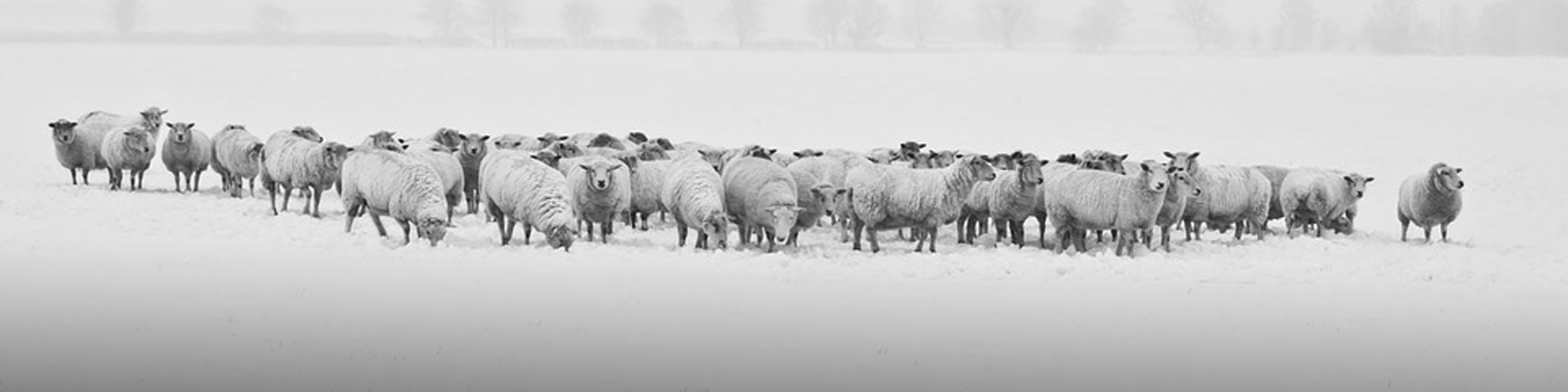 winterscheren-schapen-1920x480