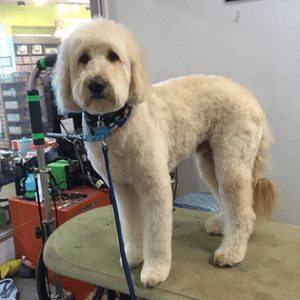 foto labradoodle.png