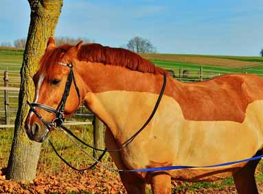 Hoe scheer je een paard? Complete gids voor vachtverzorging