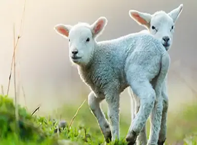 Hoe verzorg ik een lammetje