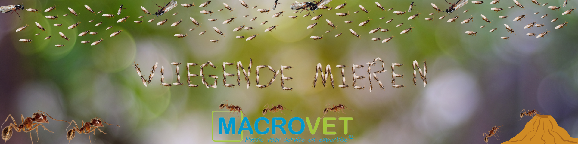 vliegende mieren blog banner 1920 x 480px vliegende mieren blog banner 1920 x 480px