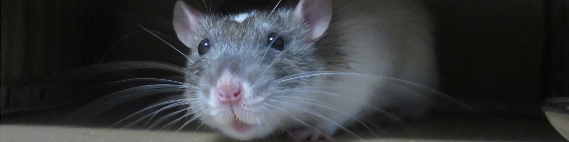 ratten-bestrijden-1920x480 ratten-bestrijden-1920x480