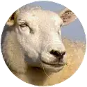 Schapenscheren