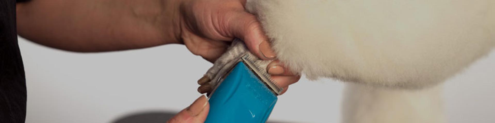 scheerkop-bot-hondentondeuse-1920x480 scheerkop-bot-hondentondeuse-1920x480