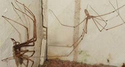 Spinnen Category Spinnen