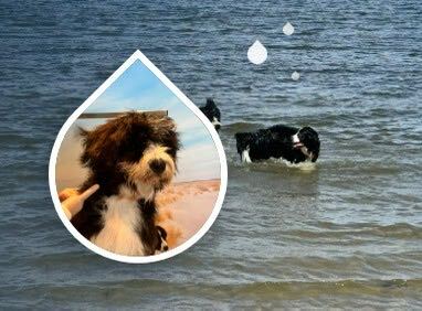 Waarom een waterblazer voor je hond? 7 voordelen