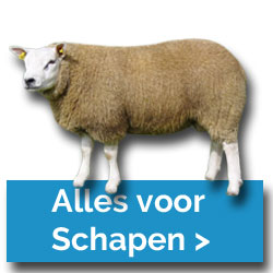 Alles voor schapen