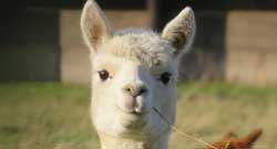 Alpaca's Category Alpaca's