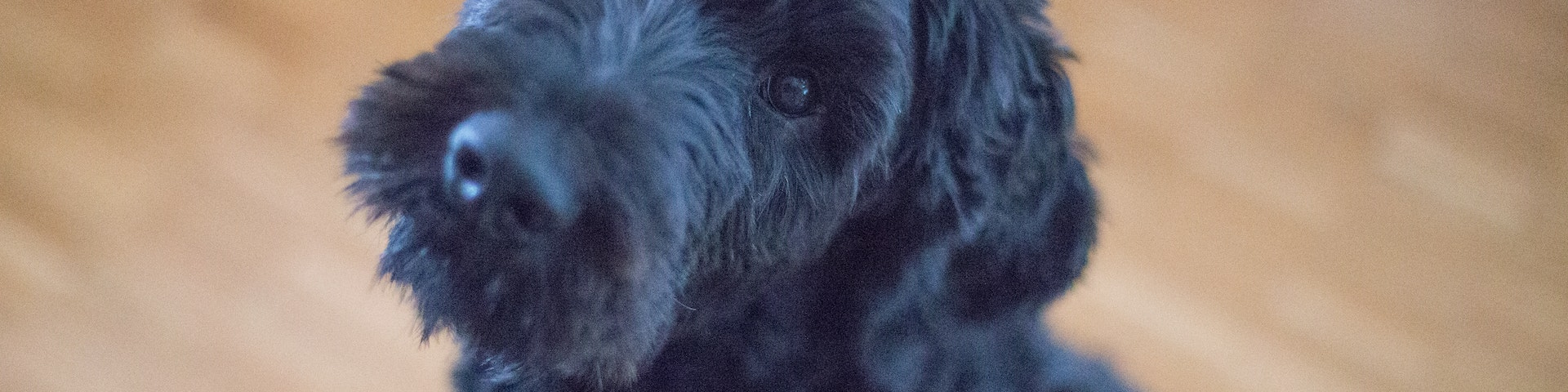spaanse-waterhond 1920x480px spaanse-waterhond 1920x480px