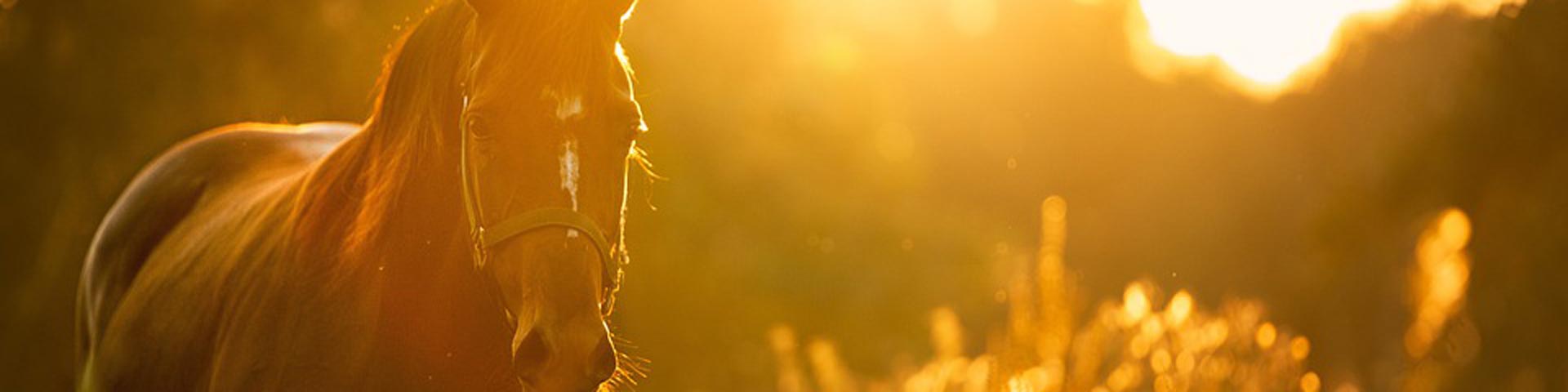 paard-checklist-1920x480 paard-checklist-1920x480