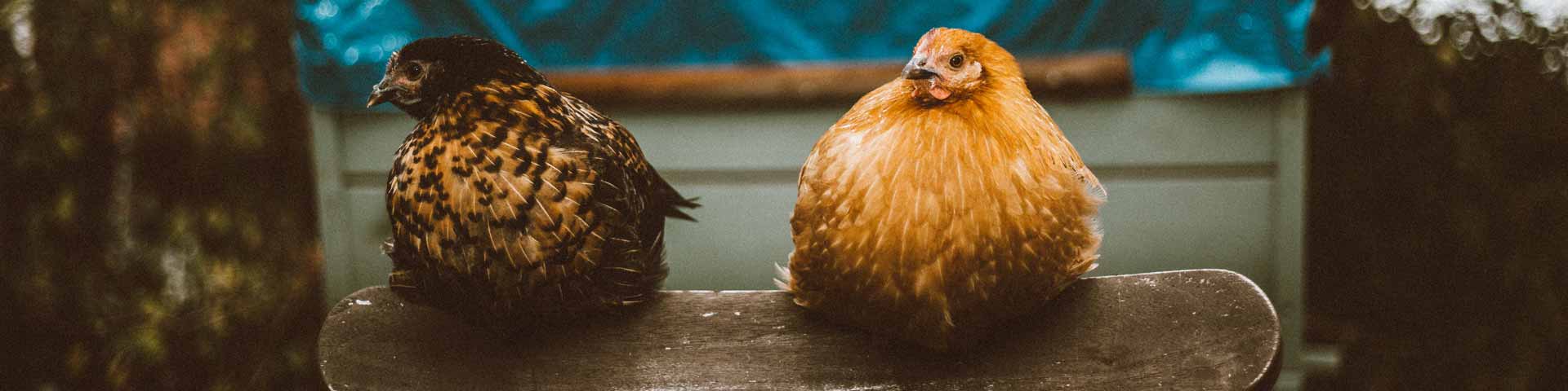 kippen-1920x480 kippen-1920x480