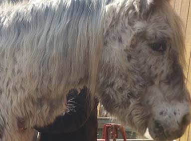 Wat heb ik nodig om een paard met cushing te scheren?