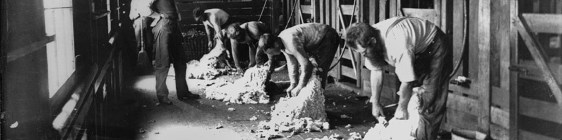 schaapscheerderskou-schapen-scheren-vroeger-1920x480