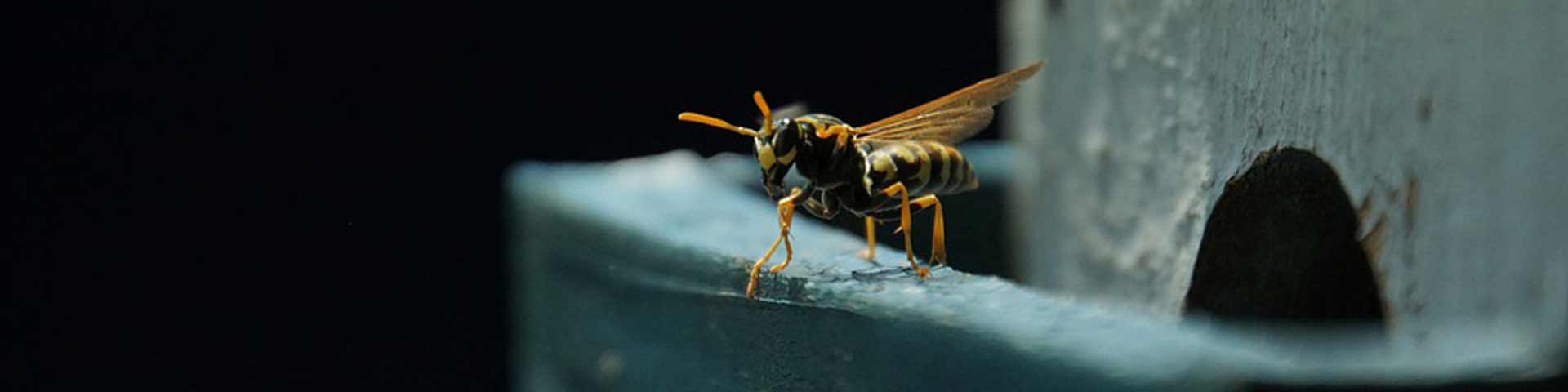 wesp-1920x480 wesp-1920x480