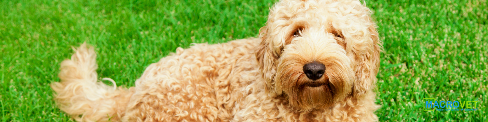 hond-puppy-1920x480px hond-puppy-1920x480px
