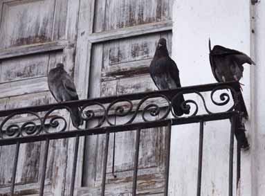Overlast van duiven op het balkon
