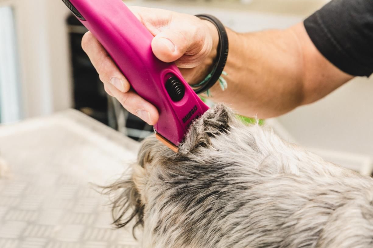 Wahl clipper Creativa Cordless Roze Wahl clipper Creativa Cordless Roze