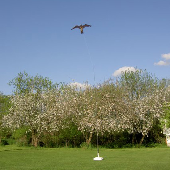 Hawk Kite vogelverjagende vlieger