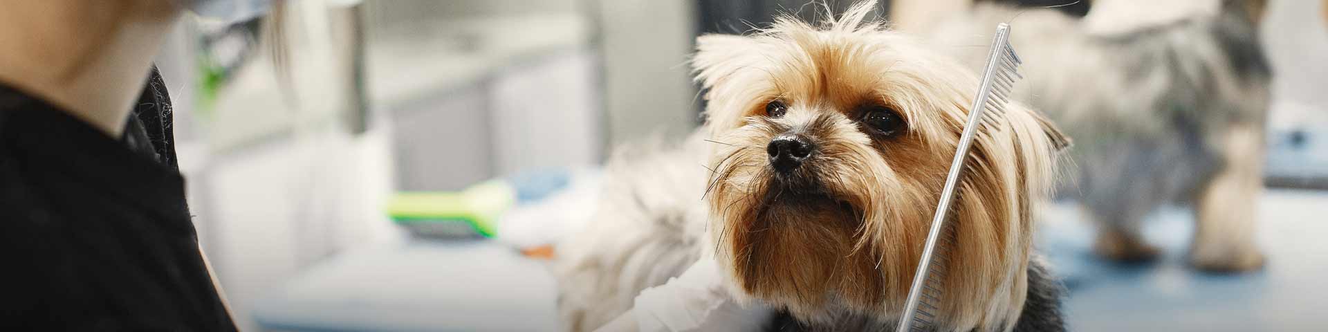 je-hond-kammen-1920x480 je-hond-kammen-1920x480