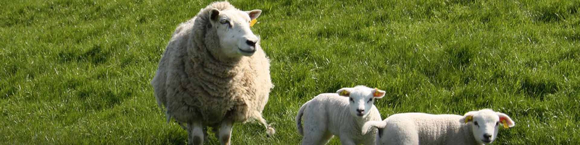 schaap-met-lammetjes-1920x480 schaap-met-lammetjes-1920x480
