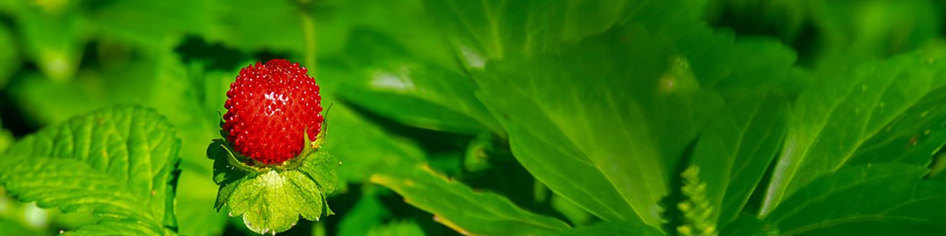 aardbeienplant-1920x480 aardbeienplant-1920x480