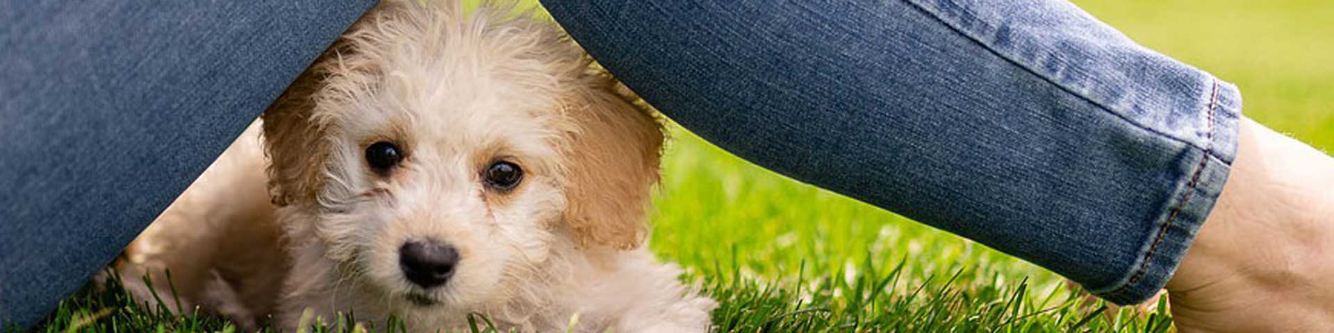 7-tips-verzorging-pup-1920x480 7-tips-verzorging-pup-1920x480
