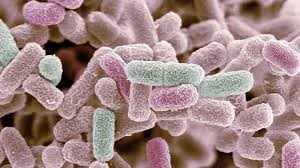 ecoli-300x168.jpg