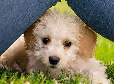 7 tips om je pup te laten wennen aan vachtverzorging