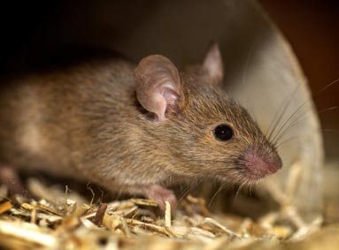 Een rat of muis in huis? Leer hier het verschil