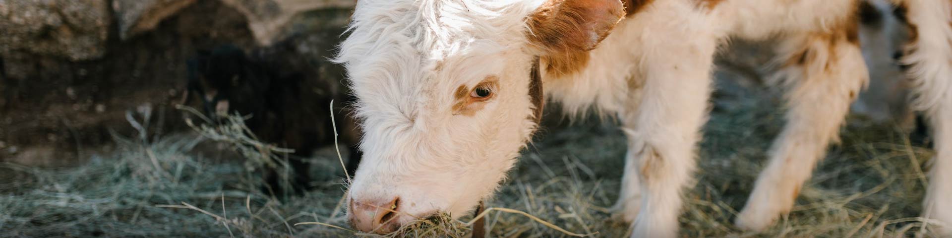 afkalfperiode-1920x480 afkalfperiode-1920x480