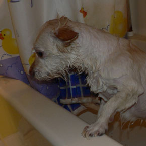 trixie_drippingwet_bathtime_31489_h.jpg