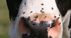 Ectoparasieten Category Ectoparasieten