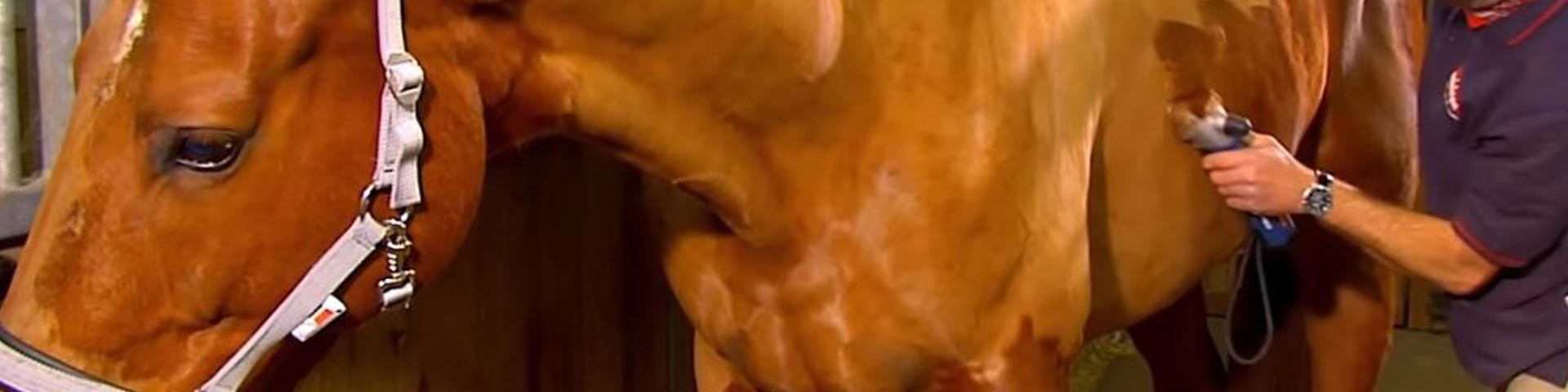 welke-scheermessen-om-mijn-paard-te-scheren-1920x480 welke-scheermessen-om-mijn-paard-te-scheren-1920x480