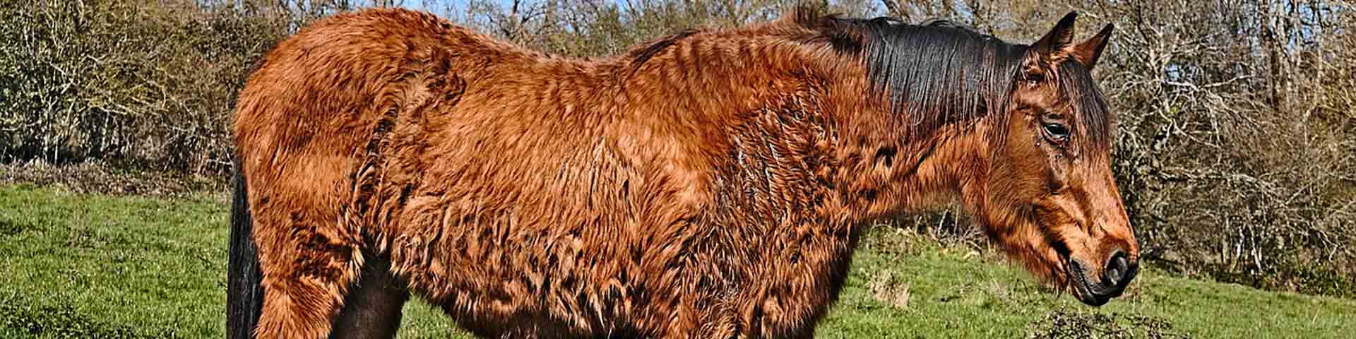 cushing-paard-1920x480 cushing-paard-1920x480
