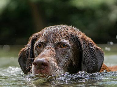 Je hond wassen na het zwemmen