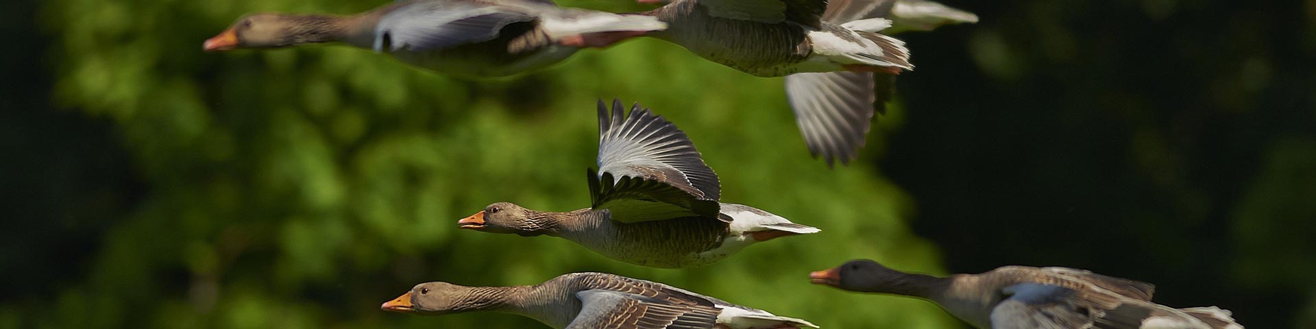 vogeloverlast-1920x480 vogeloverlast-1920x480