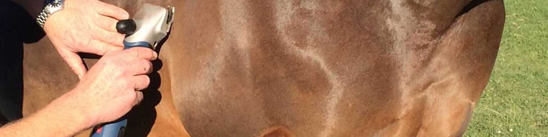 paard-scheren-1920x480 paard-scheren-1920x480