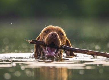 Je hond wassen met hondenshampoo