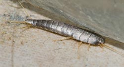 Zilvervisjes Category Zilvervisjes