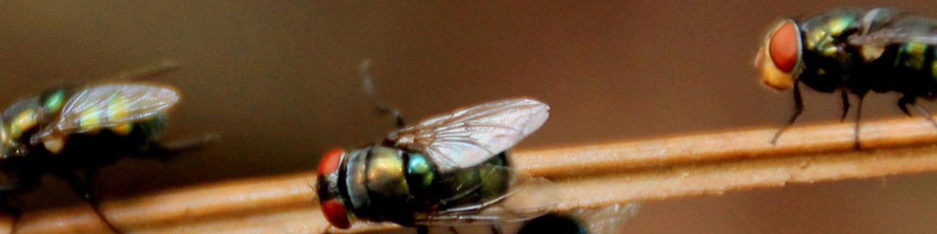 vliegen-bestrijden-1920x480 vliegen-bestrijden-1920x480