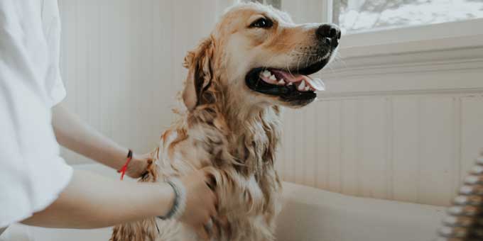 Hond wassen vachtverzorging