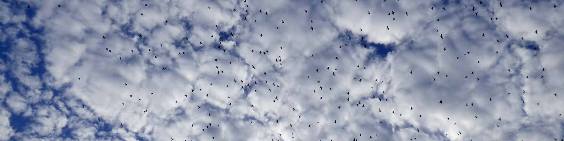 spreeuwen-koeienstal-1920x480 spreeuwen-koeienstal-1920x480