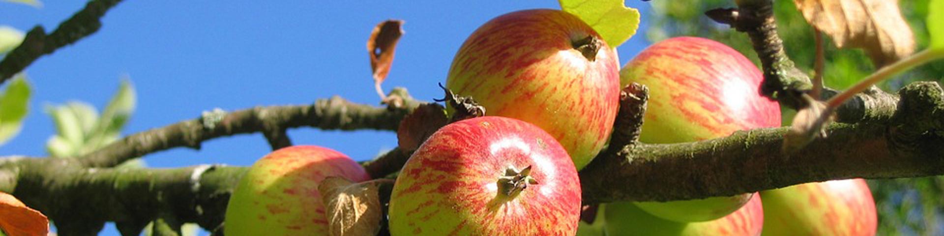 fruitboom-1920x480 fruitboom-1920x480
