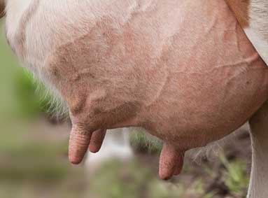 Droogzetters; middel tegen uierontsteking bij koeien