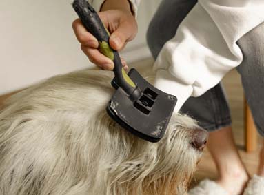 Hoe verzorg ik de vacht van mijn hond? Alle tips en trucs